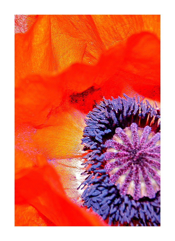 MOHN-BLUES