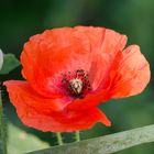 Mohn - Blüte