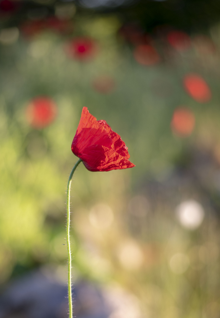 Mohn Blüte