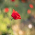 Mohn Blüte