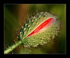 Mohn-Blüte