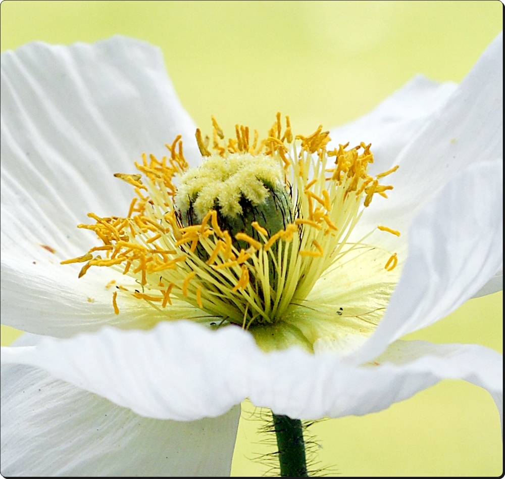 Mohn-Blüte