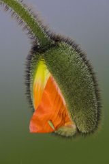 Mohn-Blüte