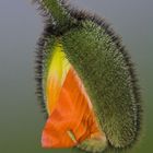 Mohn-Blüte