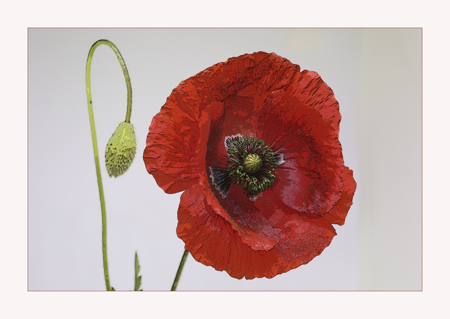 Mohn-Blüte