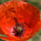 Mohn Blüte