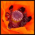 Mohn-Blüte