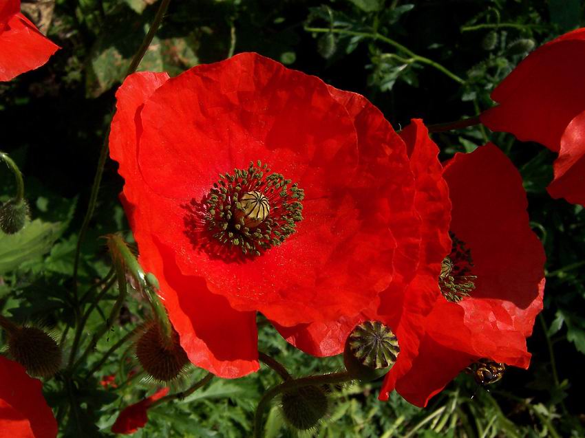 Mohn-Blüte