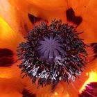 Mohn-Blüte