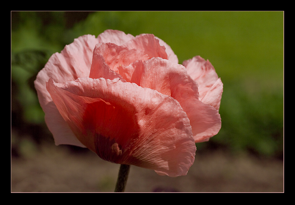 Mohn-Blüte