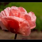 Mohn-Blüte