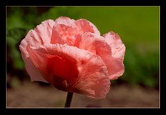 Mohn-Blüte