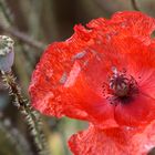 Mohn Blüte