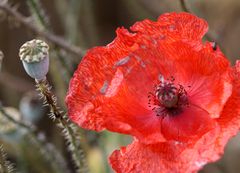 Mohn Blüte