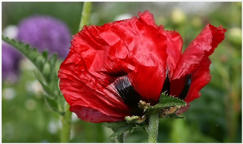 *Mohn-Blüte*