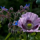 Mohn-Blüte-Farb-Stimmung