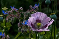 Mohn-Blüte-Farb-Stimmung