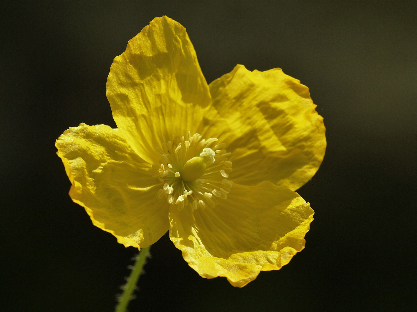 Mohn-Blüte-Gelb und nicht Knitterfrei (Wald Scheinmohn/ Meconopsis sylvestris) 