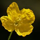 Mohn-Blüte-Gelb und nicht Knitterfrei (Wald Scheinmohn/ Meconopsis sylvestris) 