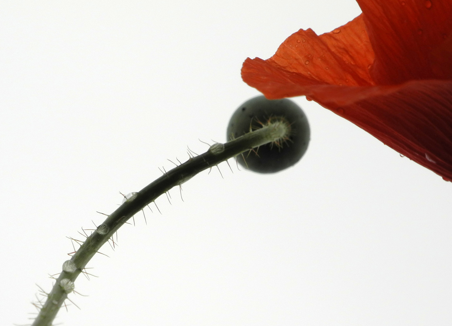 Mohn - Blüte und Stiel