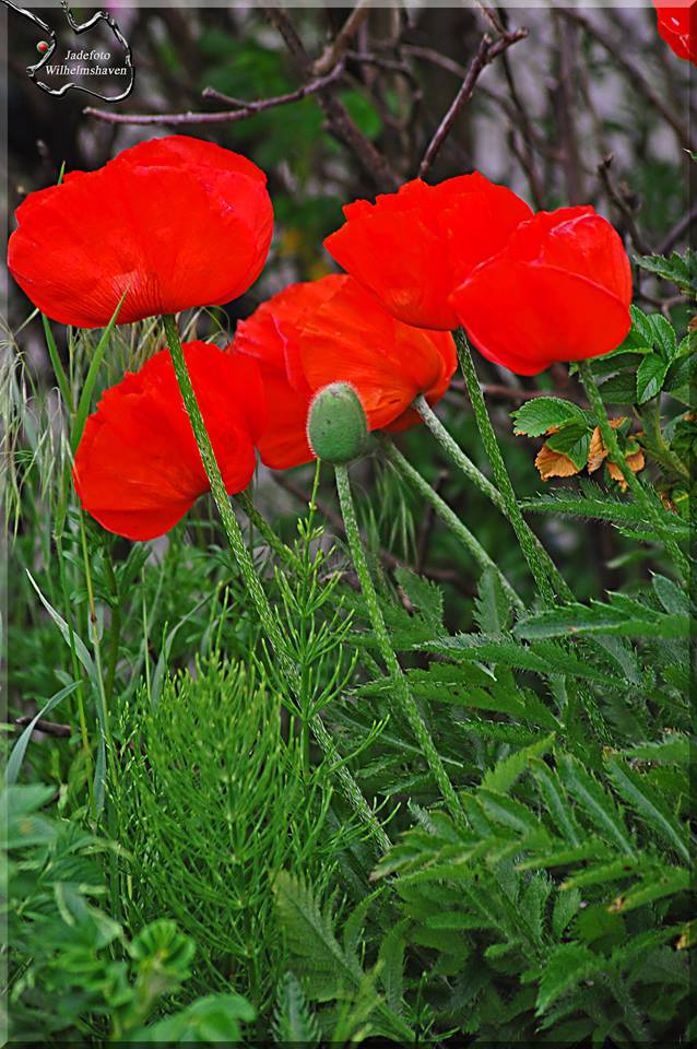 Mohn Blueten 004