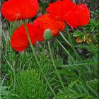 Mohn Blueten 004