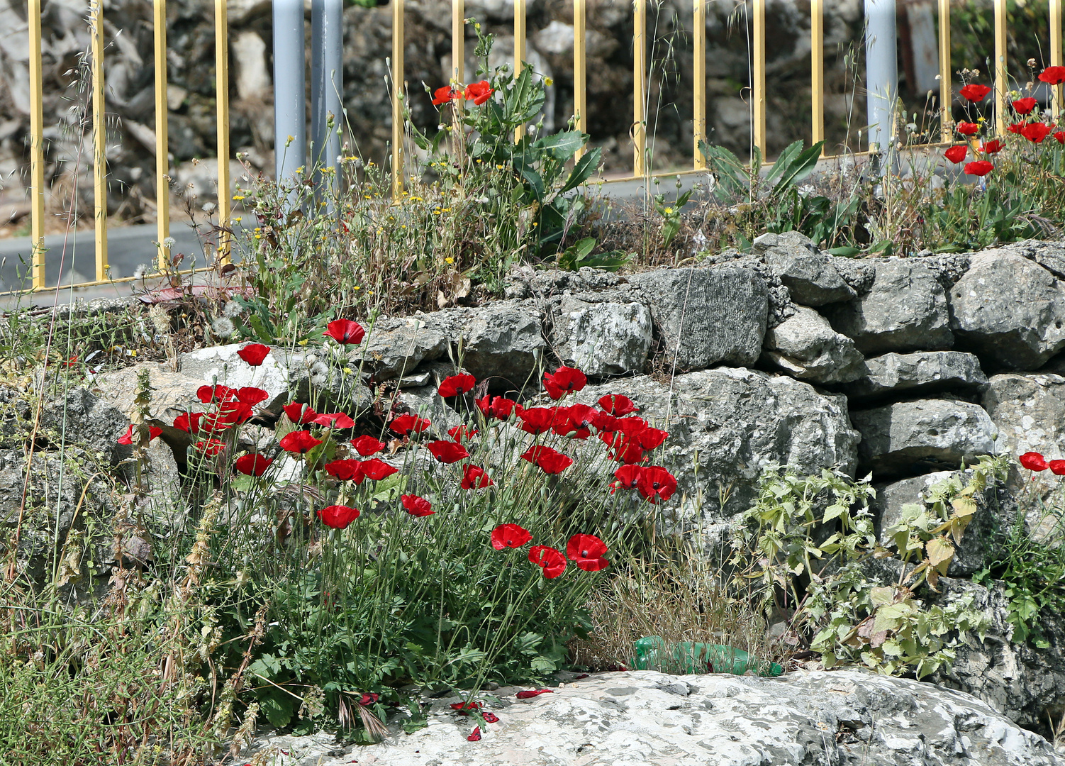 Mohn - Blüten -