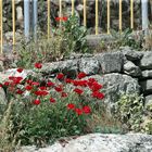 Mohn - Blüten -