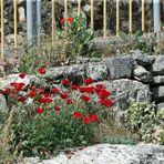 Mohn - Blüten -