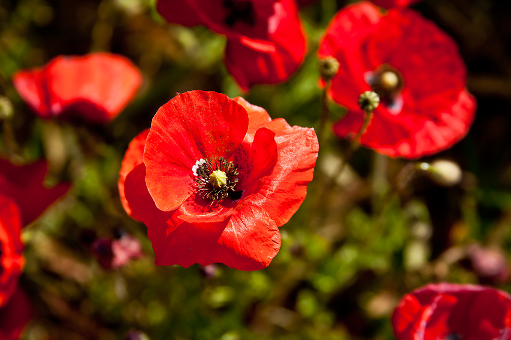 Mohn Blüten