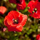 Mohn Blüten