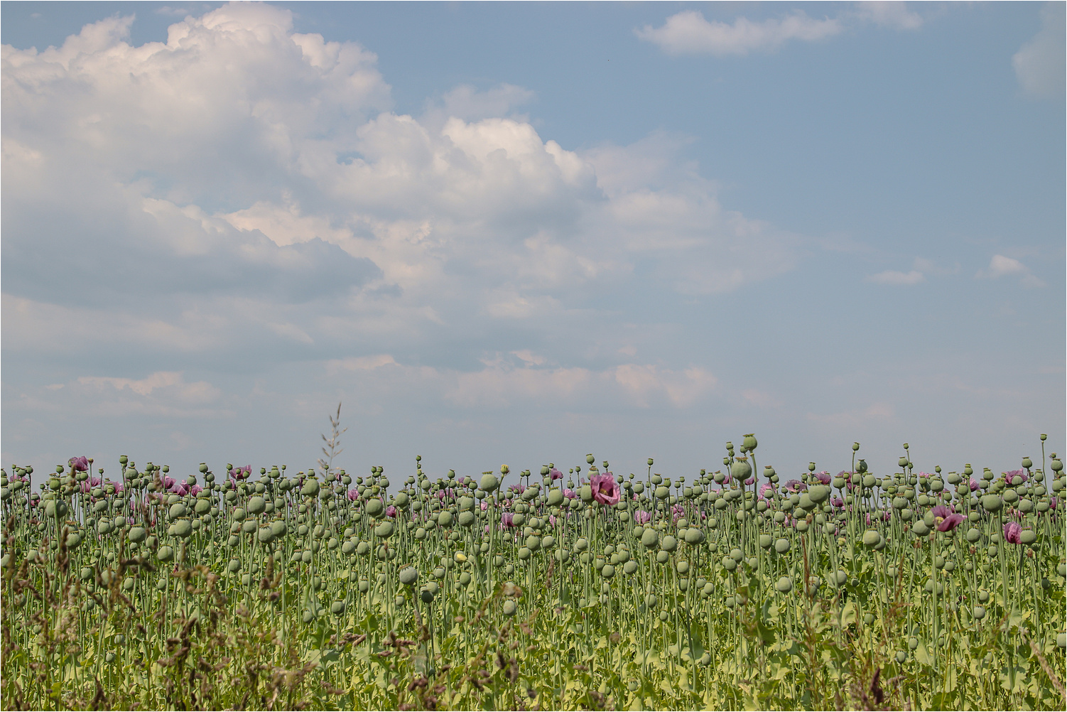 Mohn, Blüten und Kapseln 1