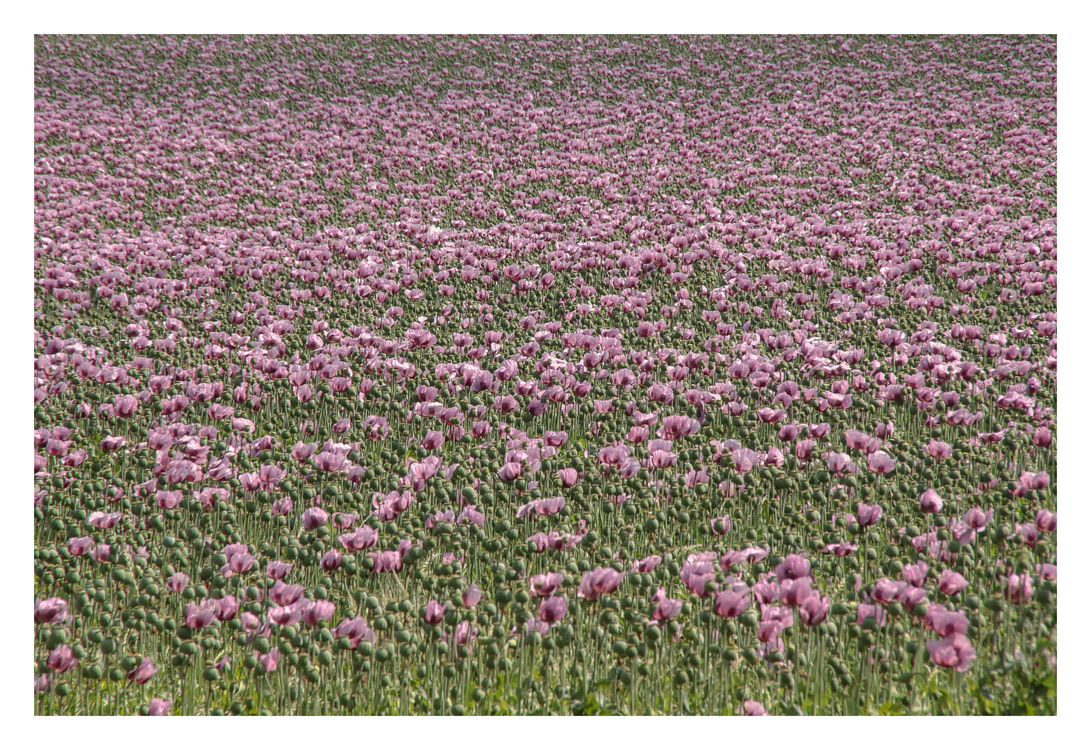 Mohn, Blüten und Kapseln