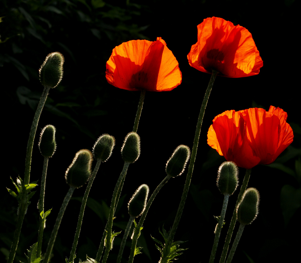 Mohn-Blüten und Mohn-Knospen