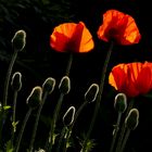 Mohn-Blüten und Mohn-Knospen