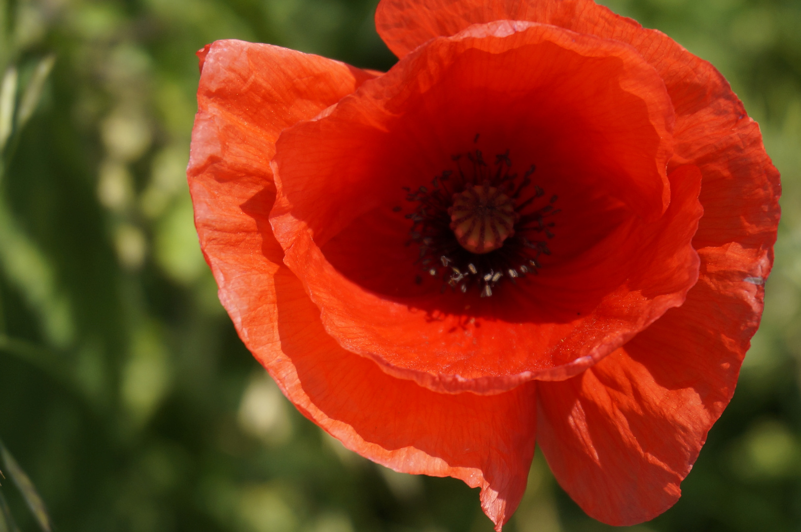 Mohn Blume 