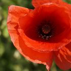 Mohn Blume 