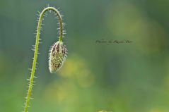 Mohn Blume