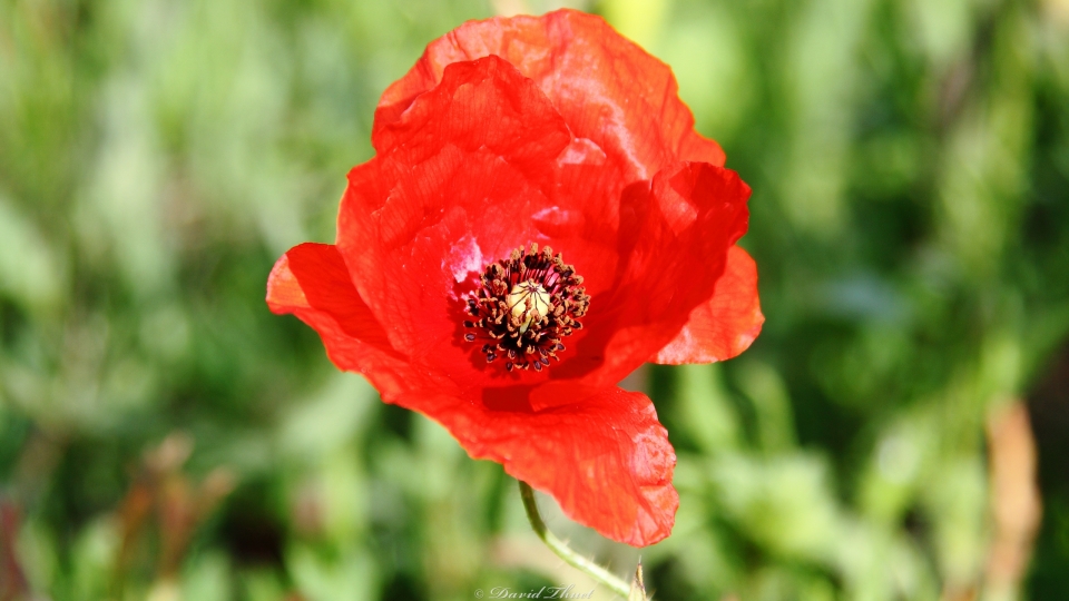 Mohn Blume