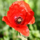 Mohn Blume