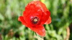 Mohn Blume