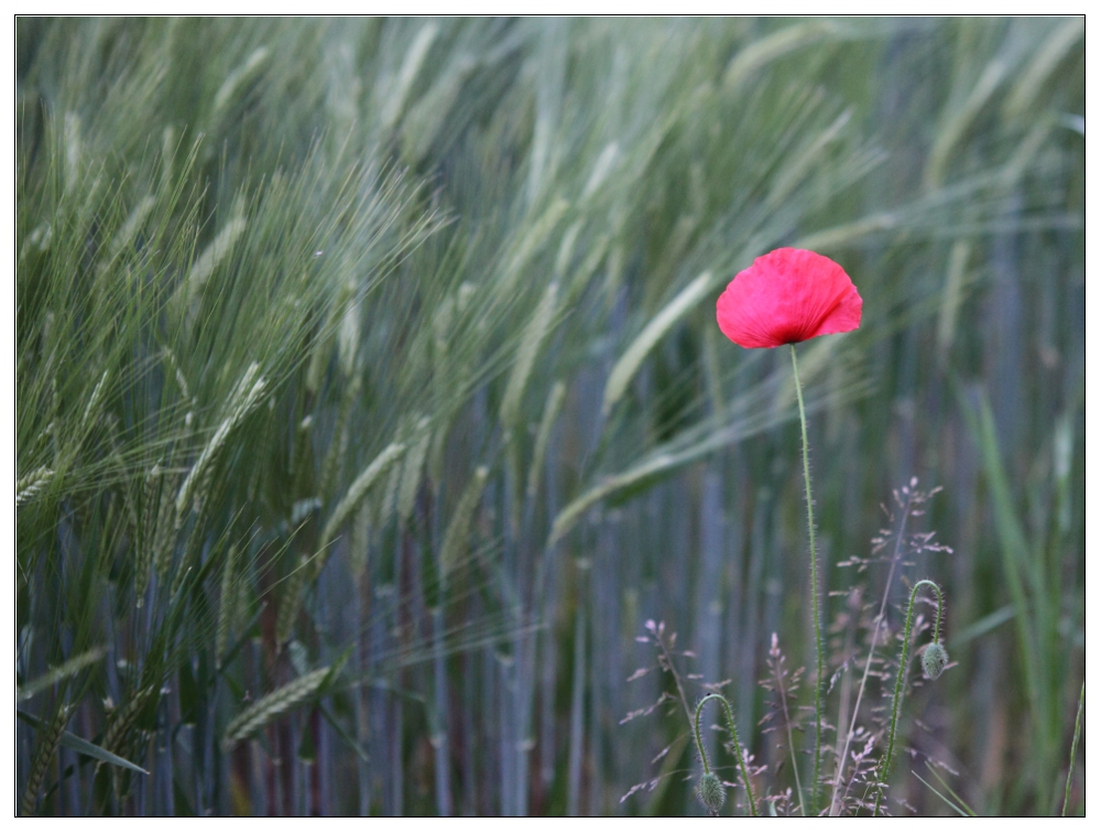 Mohn / Blume