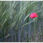 Mohn / Blume