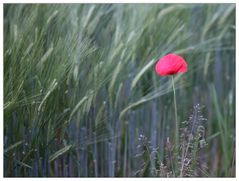 Mohn / Blume