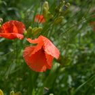 Mohn Blume