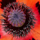 Mohn Blume