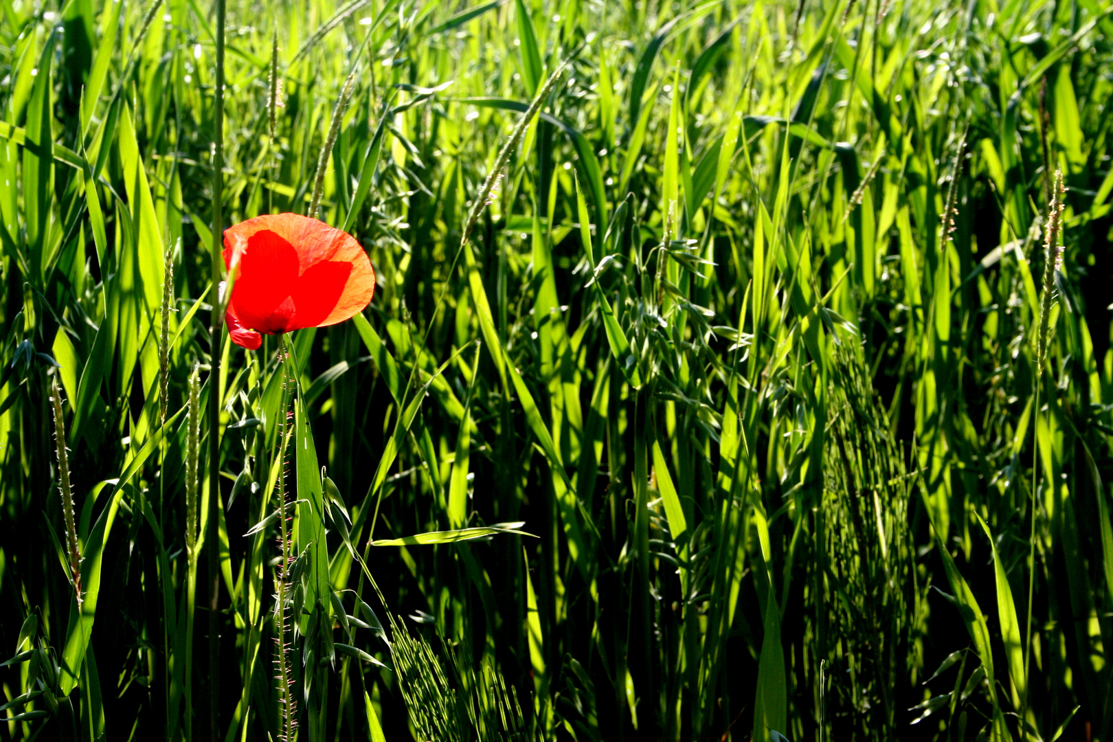 Mohn-Blume