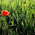 Mohn-Blume