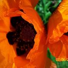 Mohn-Blume