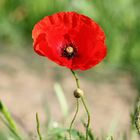 Mohn Blume ES